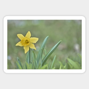 Lone Daffodil Sticker